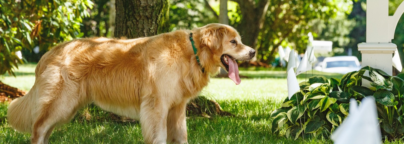 DogWatch Hidden Fence of Knoxville, Knoxville, Tennessee | Outdoor Hidden Dog Fences Slider Image