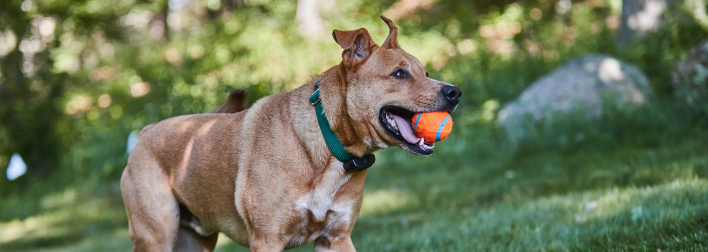 DogWatch Hidden Fence of Knoxville, Knoxville, Tennessee | ProFenceX Slider Image